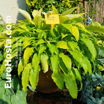 Hosta Frisian Pride