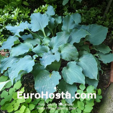 Hosta Frisian Waving Steel - Eurohosta