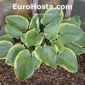 Hosta Frost Giant