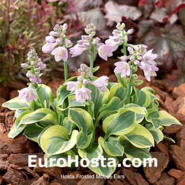 Hosta Frosted Mouse Ears - Eurohosta