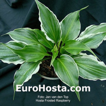 Hosta Frosted Raspberry