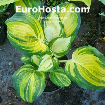 Hosta Galaxy