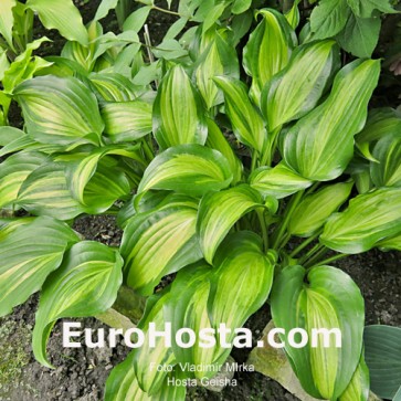 Hosta Geisha - Eurohosta