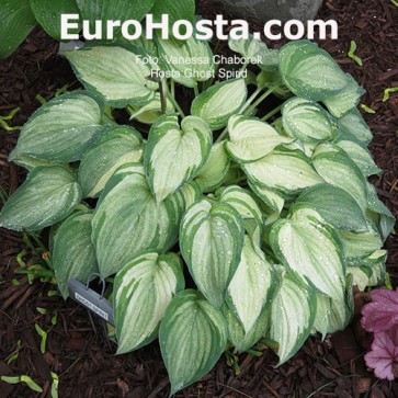 Hosta Ghost Spirit