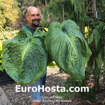 Hosta Big Bastard