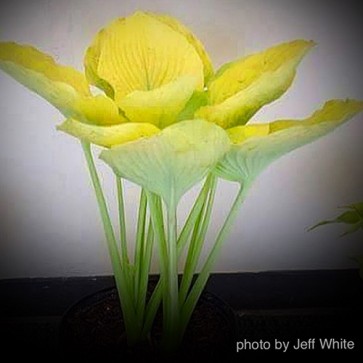 Hosta Giantland Elegance