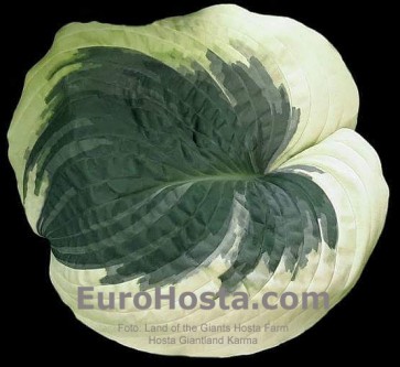 Hosta Giantland Karma