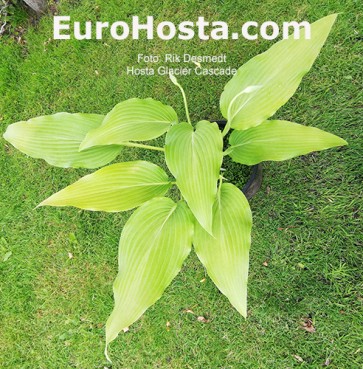 hosta Glacier Cascade 