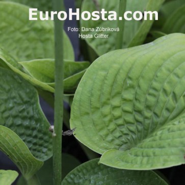 Hosta Glitter