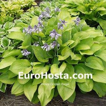 Hosta Gold Regal - Eurohosta