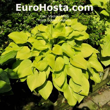 Hosta Golden Empress