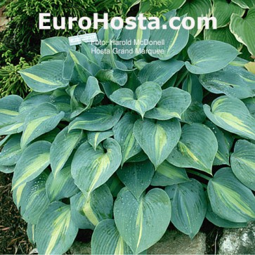 Hosta Grand Marquee - Eurohosta