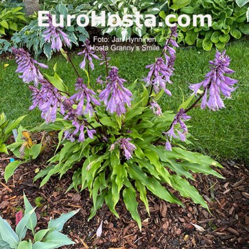 Hosta Granny’s Smile