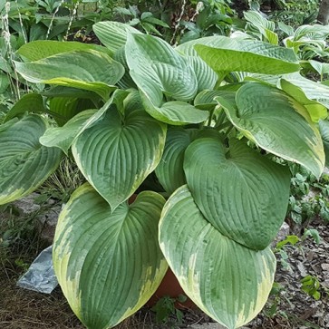 Hosta Great White Whale