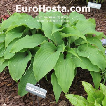 hosta Gretchen's Grace