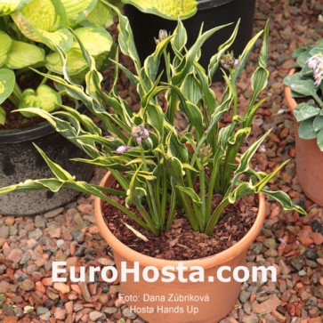 Hosta Hands Up - Eurohosta