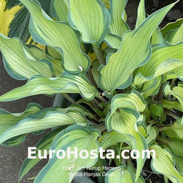 Hosta Hanjas Dean