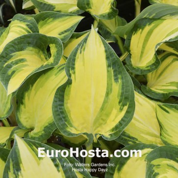 Hosta Happy Dayz