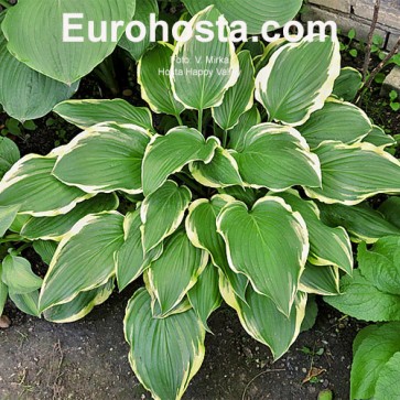 Hosta Happy Valley