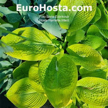 Hosta Harriette Ward