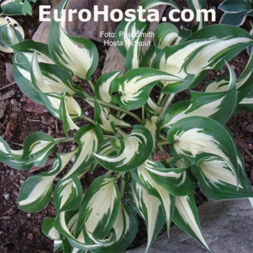 Hosta Hideout - Eurohosta