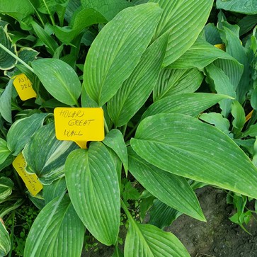 hosta Holar Great Wall 