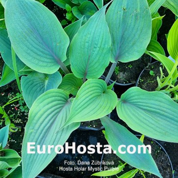 Hosta Holar Mystic Purple