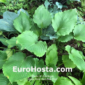 Hosta Valley's Bluegrass