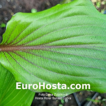 Hosta Holar Sunset Cobra