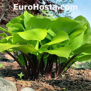 Hosta Hotshot