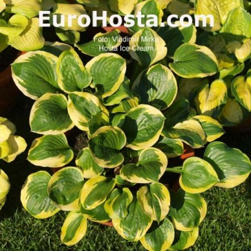 Hosta Ice Cream