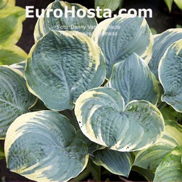 Hosta Inspire Greatness