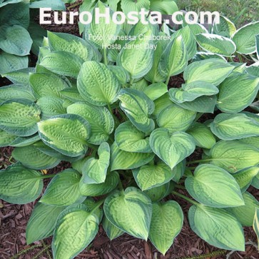 Hosta Janet Day - Eurohosta