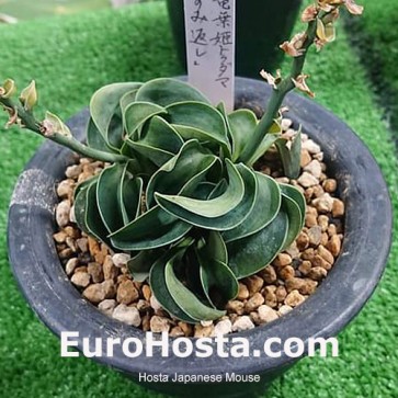 Hosta Japanese Mouse