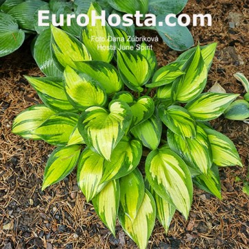 Hosta June Spirit - Eurohosta