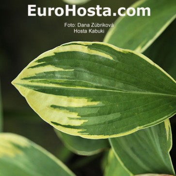 Hosta Kabuki - Eurohosta