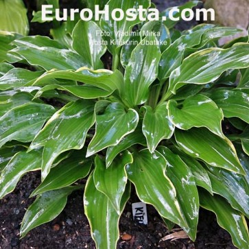 Hosta Kifukurin Ubatake