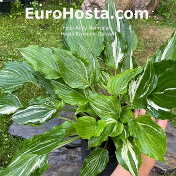 Hosta Kiyosumiensis Seiryu