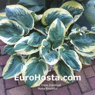 Hosta Knockout - Eurohosta