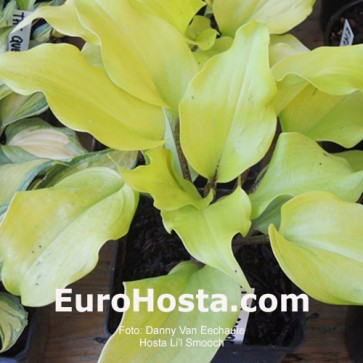 Hosta L'il Smooch