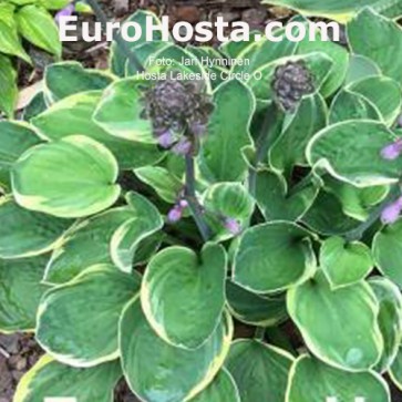 Hosta Lakeside Circle O