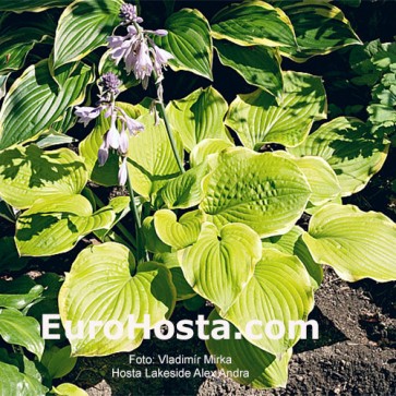 Hosta Lakeside Alex Andra