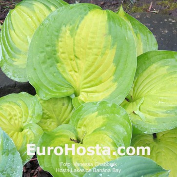 Hosta Lakeside Banana Bay - Eurohosta