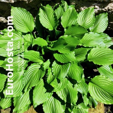 Hosta Lakeside Coal Miner