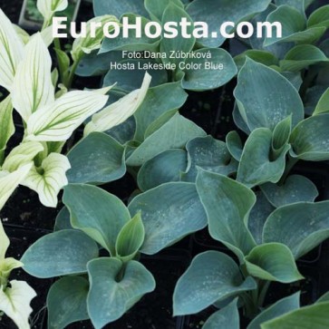 Hosta Lakeside Color Blue - Eurohosta