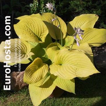 Hosta Lakeside Contender