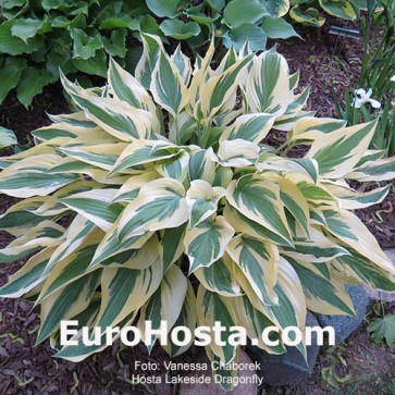 Hosta Lakeside Dragonfly - Eurohosta