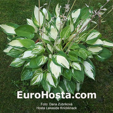 Hosta Lakeside Knickknack