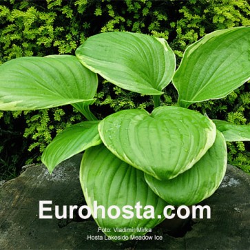 Hosta Lakeside Meadow Ice