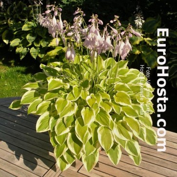 Hosta Lakeside Ninita